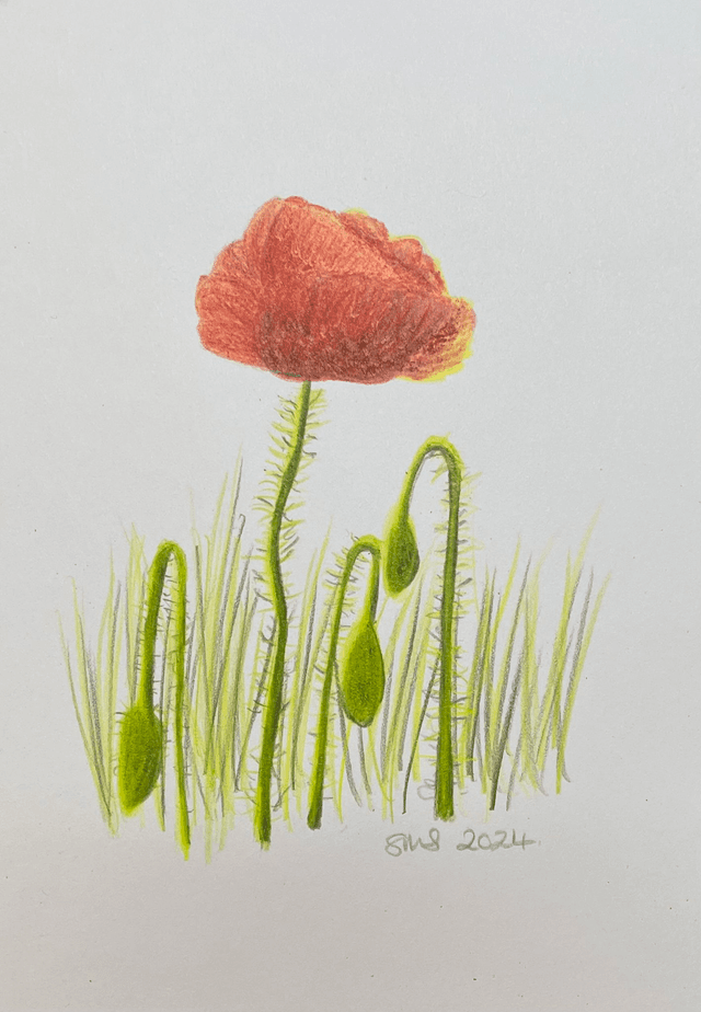 Poppy